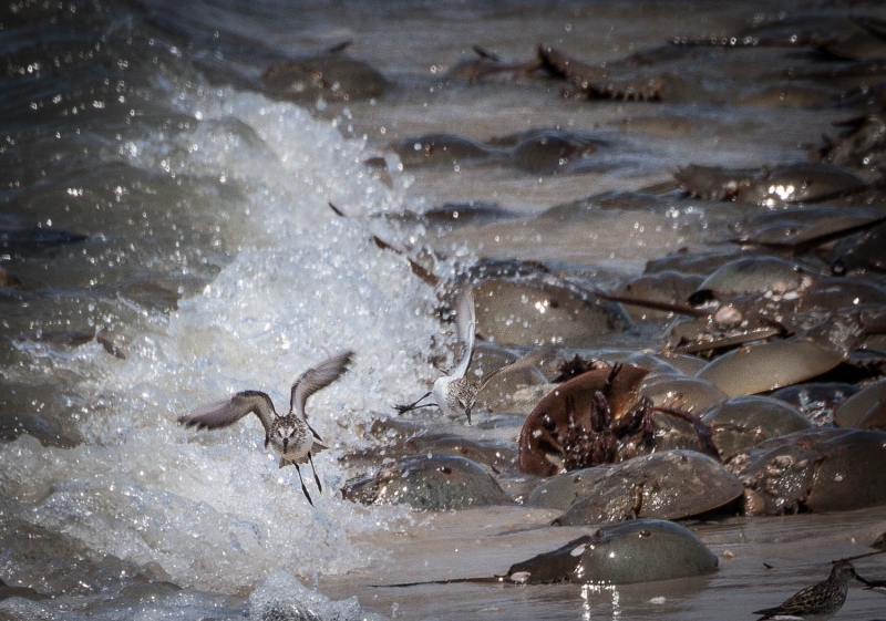 Cape May-0362