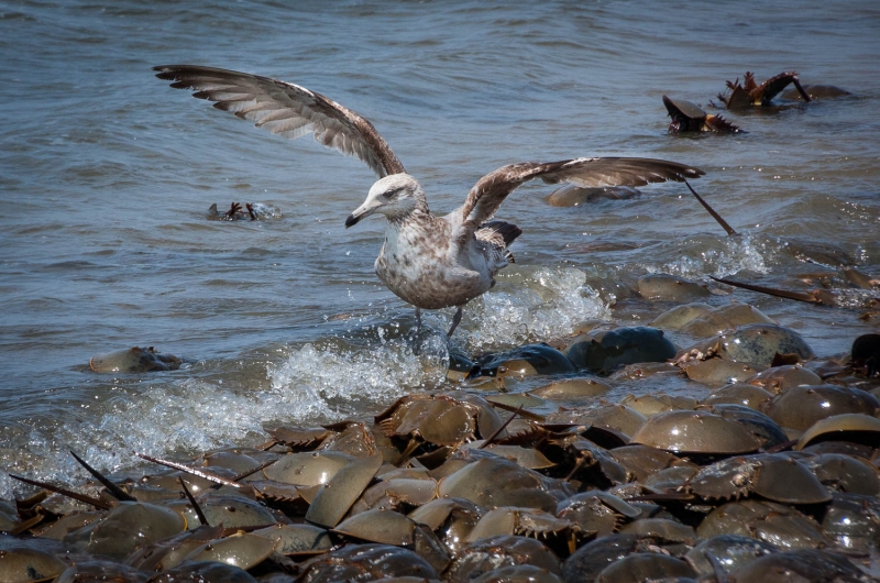 Cape May-0480