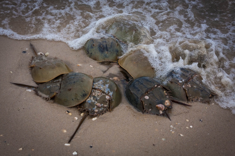 Cape May-0547