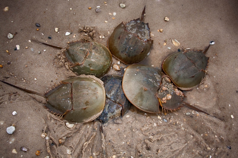 Cape May--14