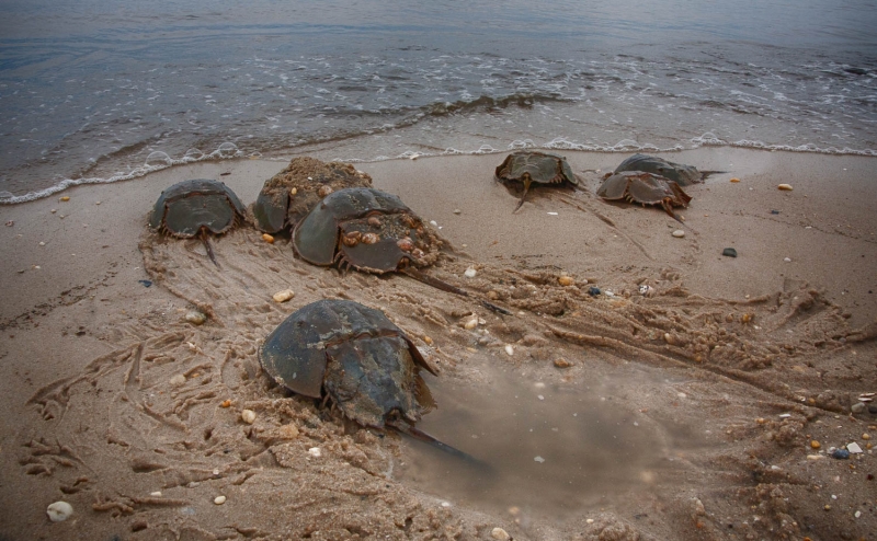 Cape May--15