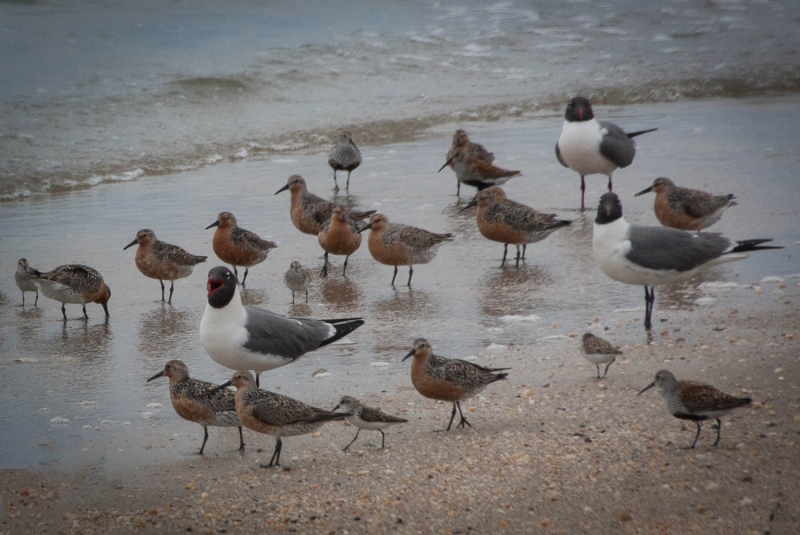 Cape May--17