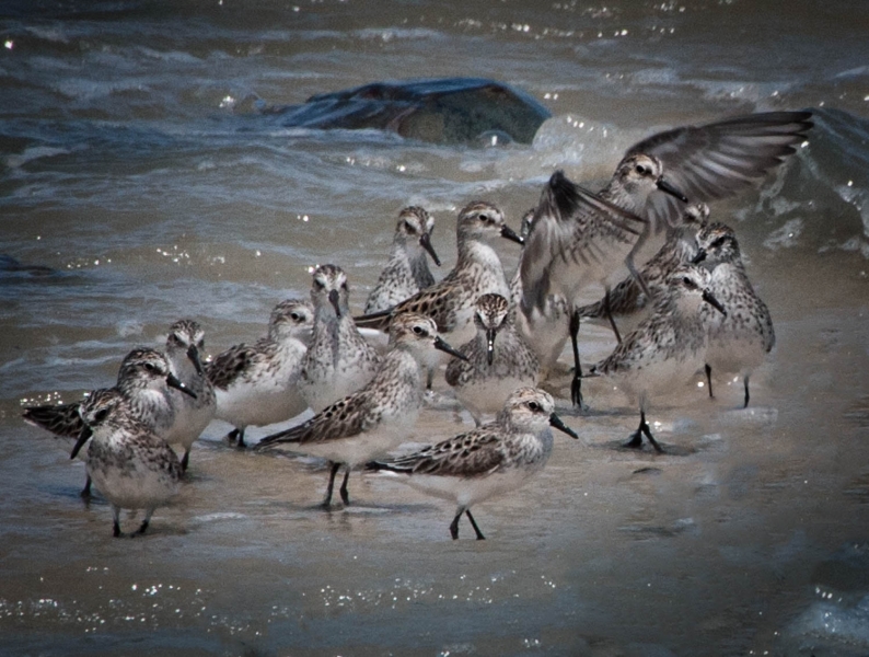 Cape May--6