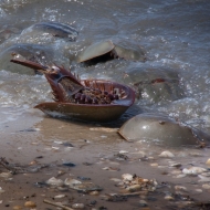 Cape May-0238