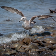 Cape May-0480