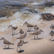 Cape May--9