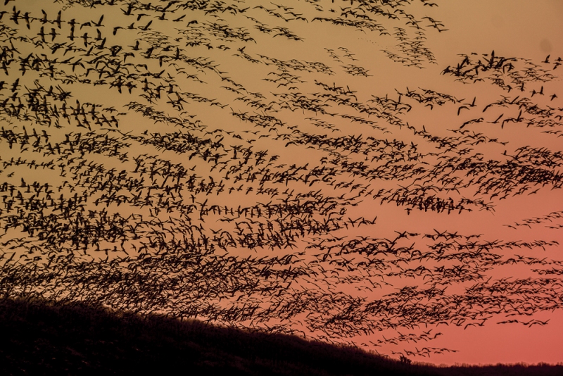 Middle Creek Snow Geese