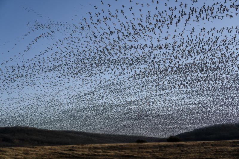 Middle Creek Snow Geese