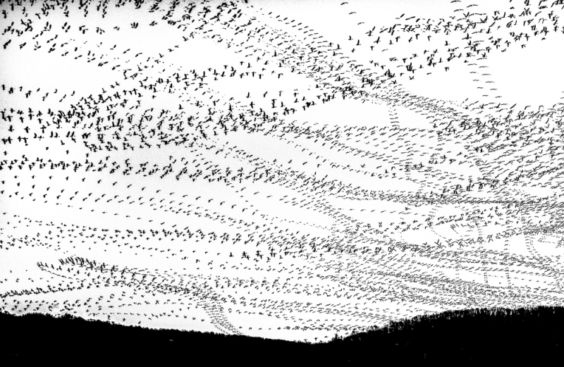 Middle Creek Snow Geese