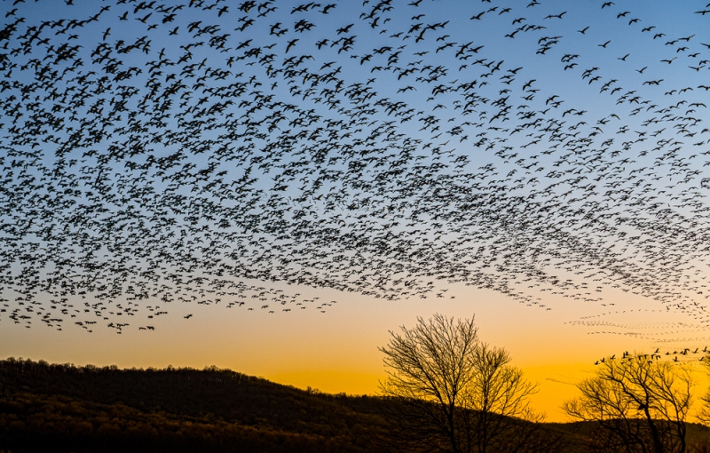 Middle Creek Snow Geese