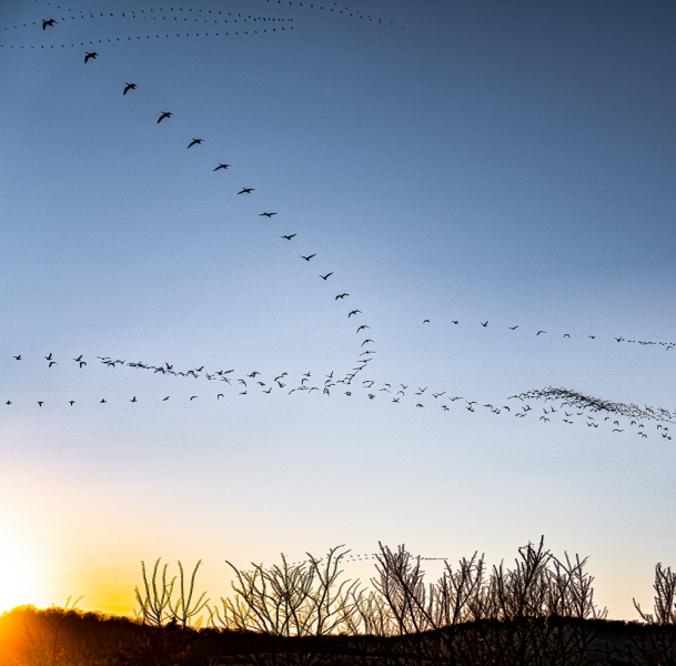 Middle Creek Snow Geese