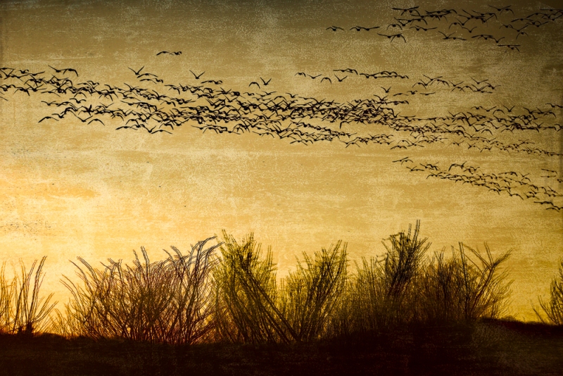 Middle Creek Snow Geese
