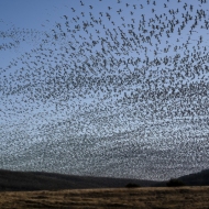 Middle Creek Snow Geese