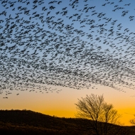 Middle Creek Snow Geese