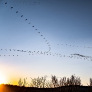 Middle Creek Snow Geese