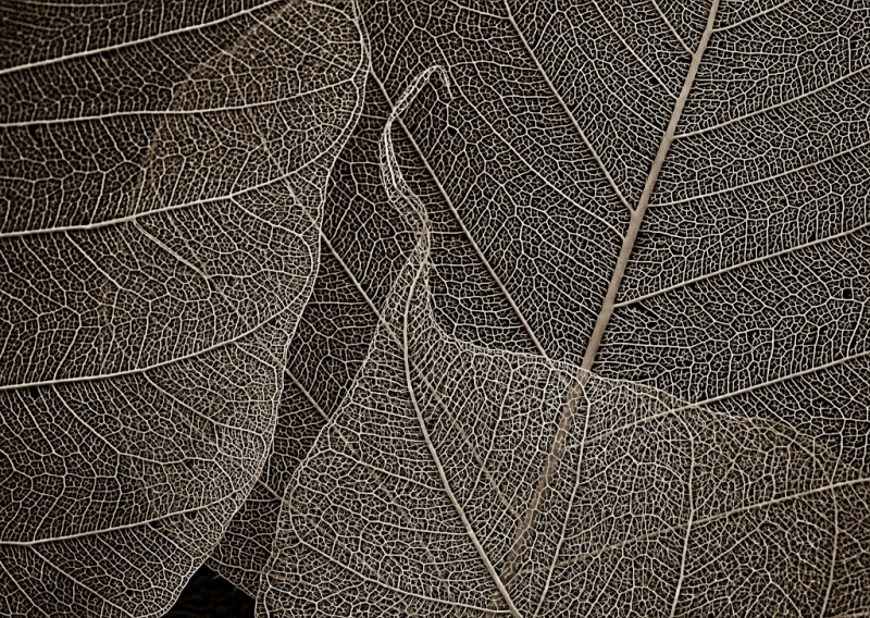 Skeleton-Leaves