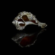 shell-with-barnacles-224-Edit