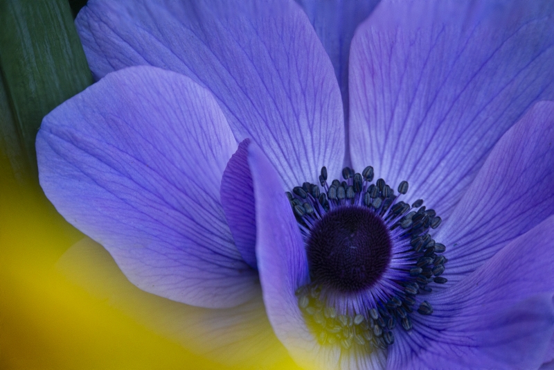 Blue Poppies-11