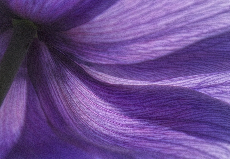 Blue Poppies-7