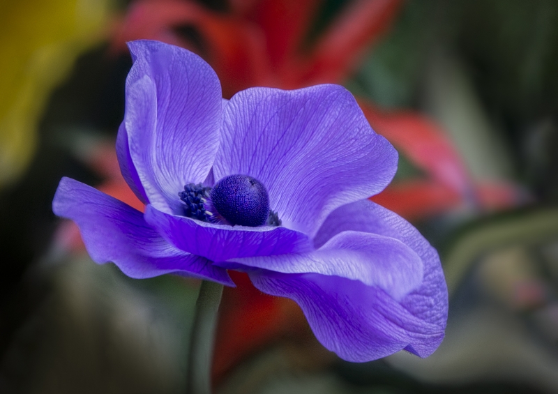 Blue Poppies-9