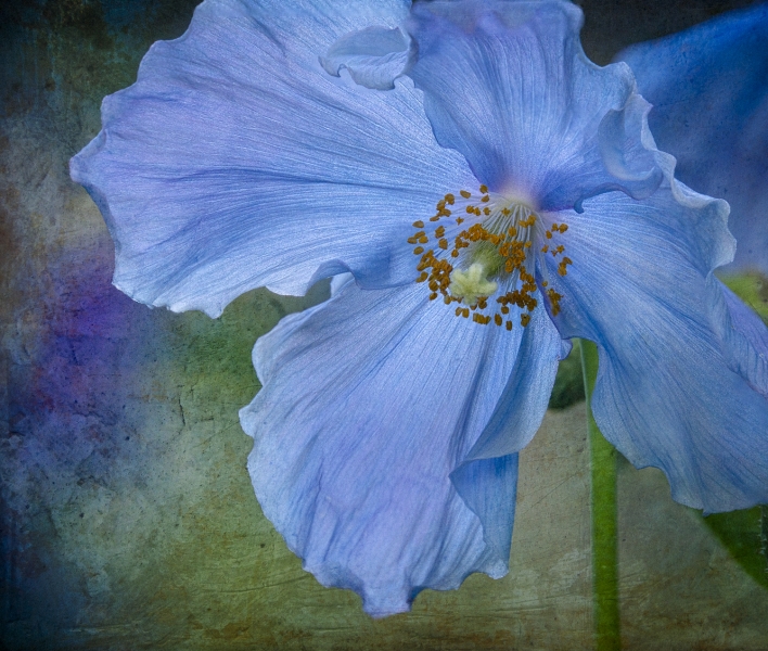 Himalayan Blue Poppies-