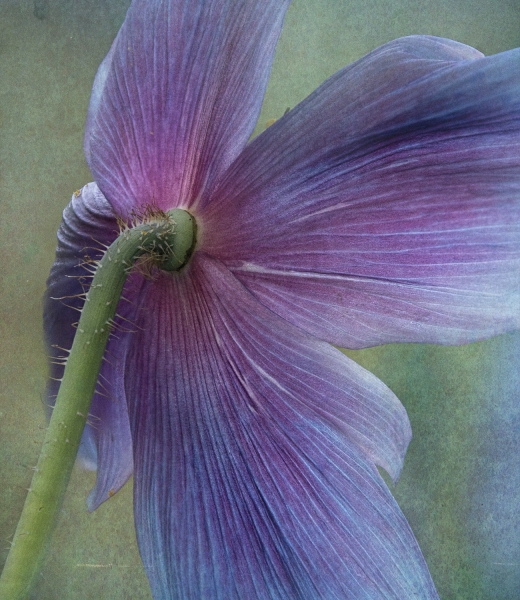 Himalayan Blue Poppies--3