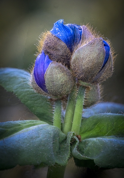 Himalayan Blue Poppies--4