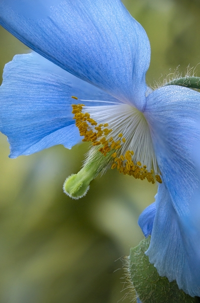 Himalayan Blue Poppies--5