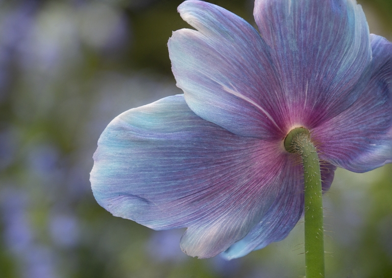 Himalayan Blue Poppies--6