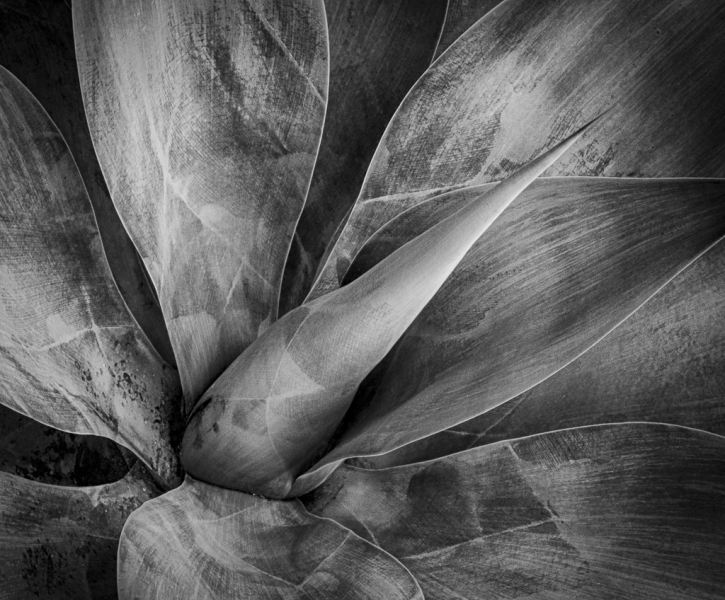 Longwood Gardens-528