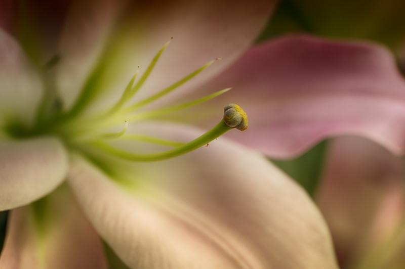 Longwood Gardens-533