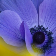 Blue Poppies-11