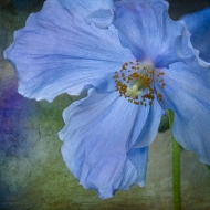 Himalayan Blue Poppies-