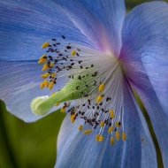 Himalayan Blue Poppies--2