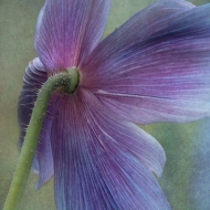 Himalayan Blue Poppies--3