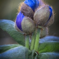 Himalayan Blue Poppies--4