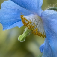 Himalayan Blue Poppies--5