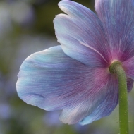 Himalayan Blue Poppies--6