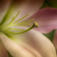 Longwood Gardens-533