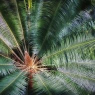 longwood-gardens-0328_hdr-edit-edit