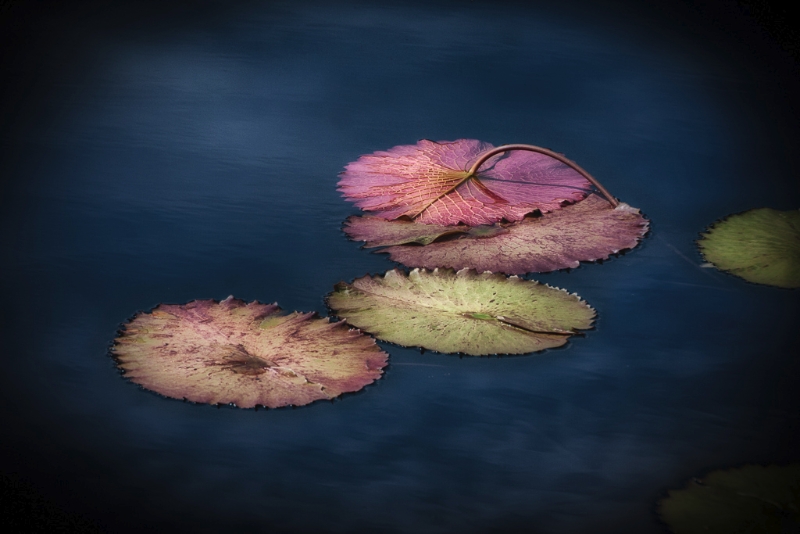 longwood-gardens-0313_hdr-edit