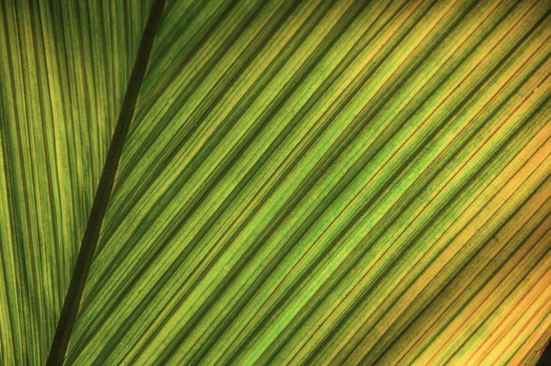 longwood-gardens-0337_hdr-edit