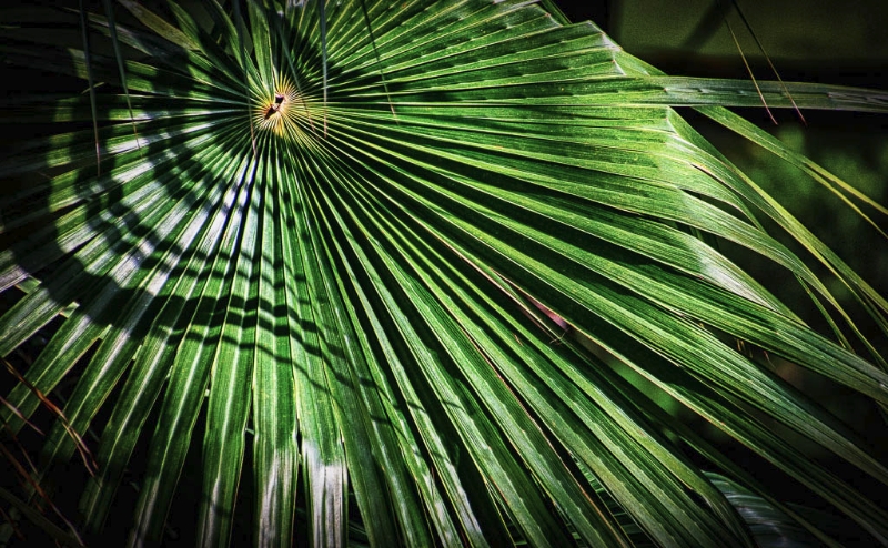 longwood-gardens-0340_hdr-edit