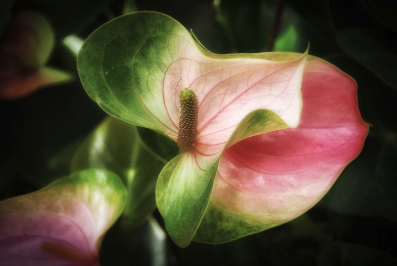 longwood-gardens-0430-edit-edit