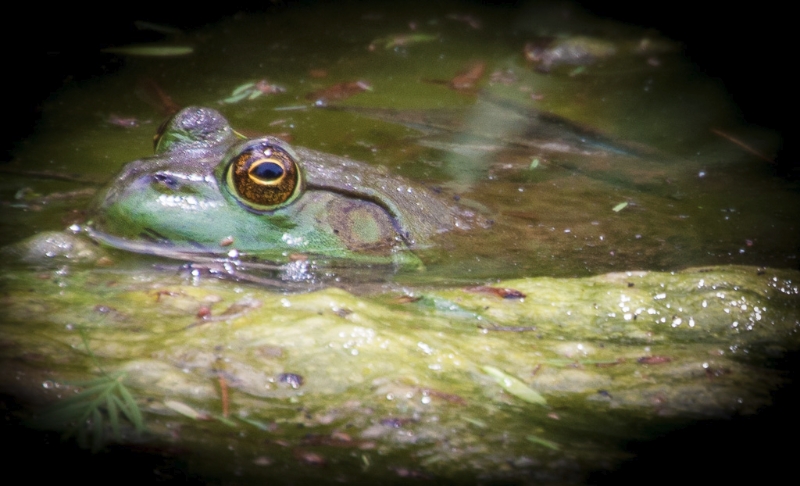longwood-gardens-0516