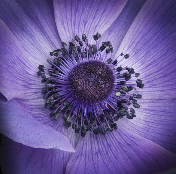 Blue-Poppies-10