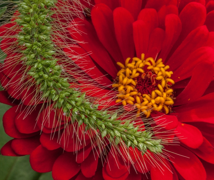 Brightside-flowers-7579-Edit