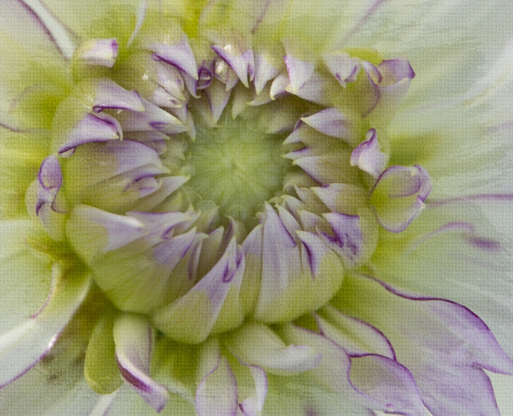Dahlia-2034-Copy
