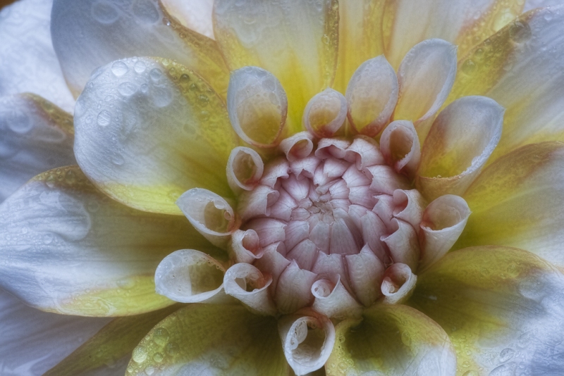 Dahlia-Copy