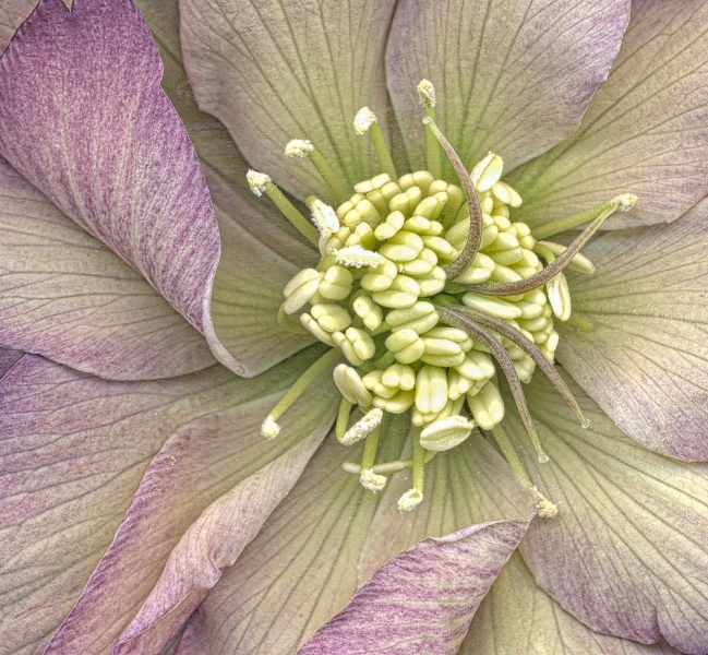 Hellebore-1